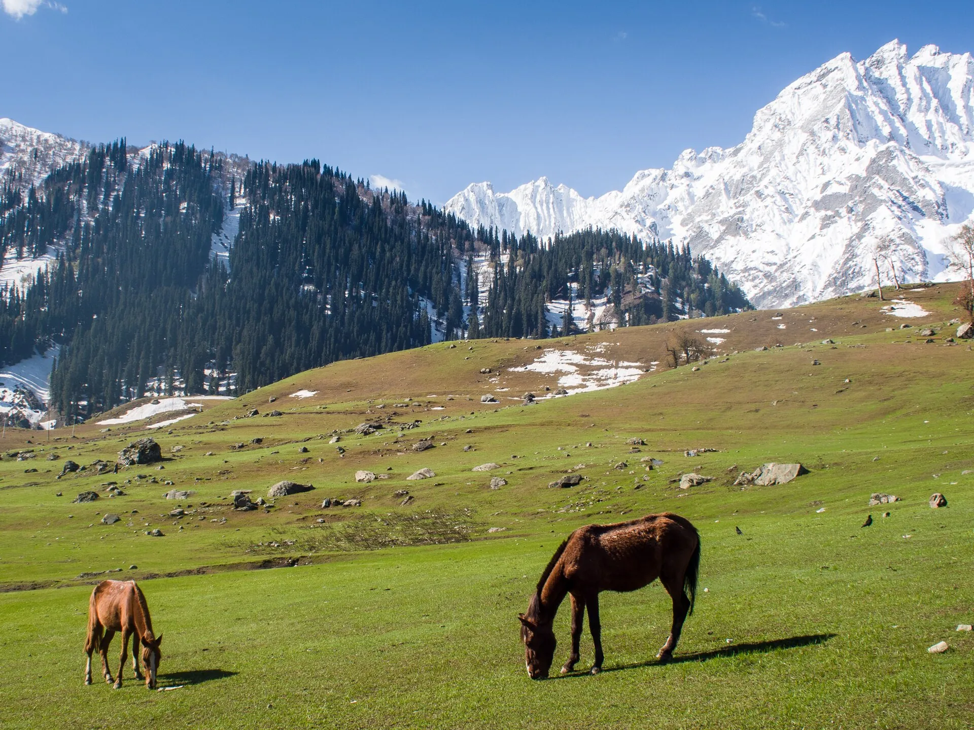Golden meadows of Sonamarg