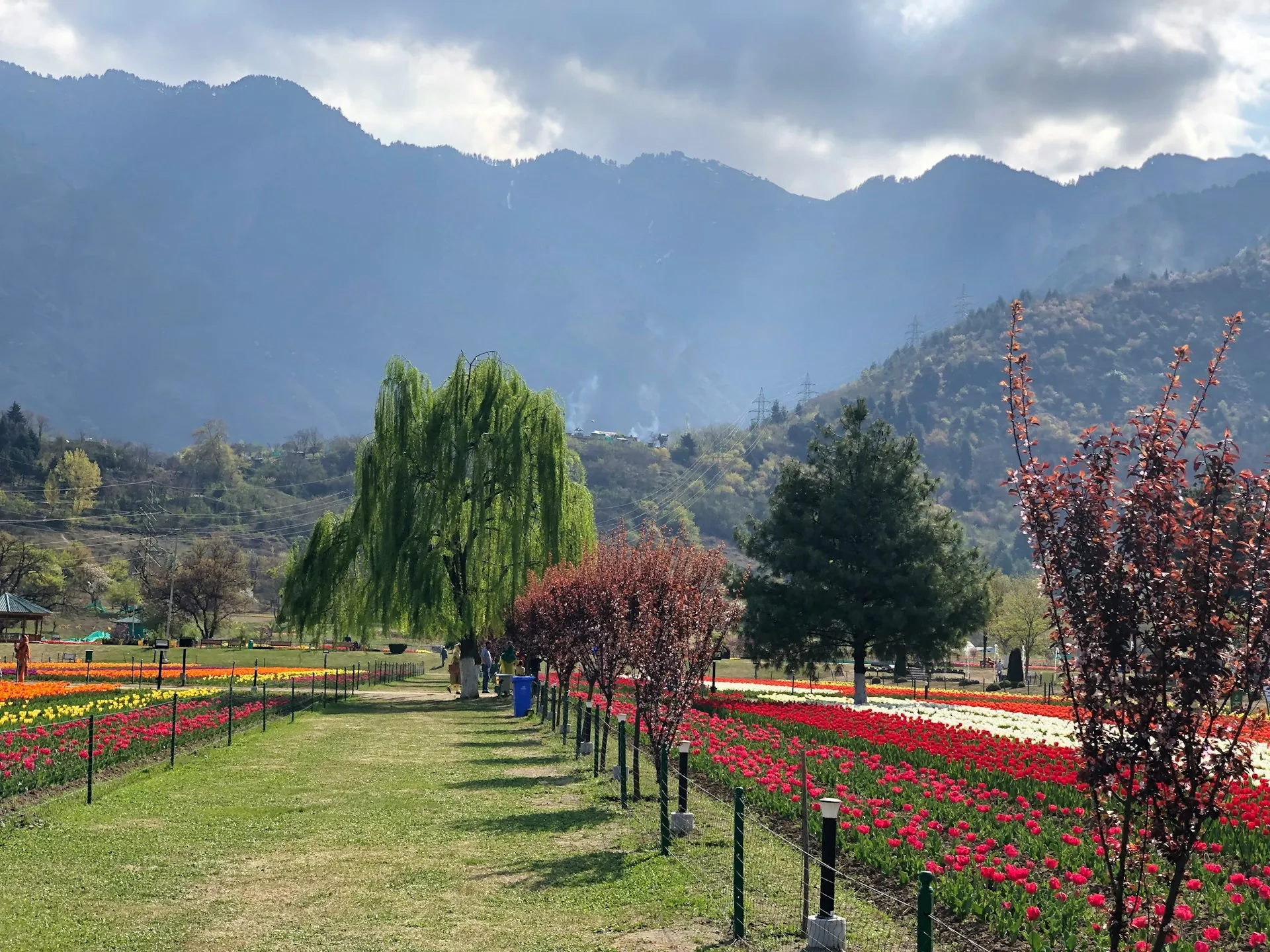 Tulip fields below the mountains